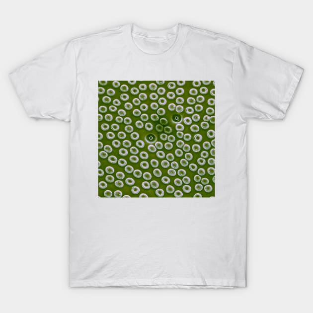 Diatom - Cyclostephanos from Lake Malawi (pea green) T-Shirt by DiatomsATTACK